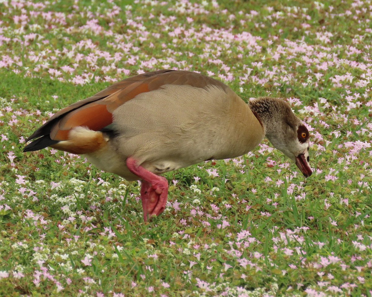 エジプトガン - ML647434427