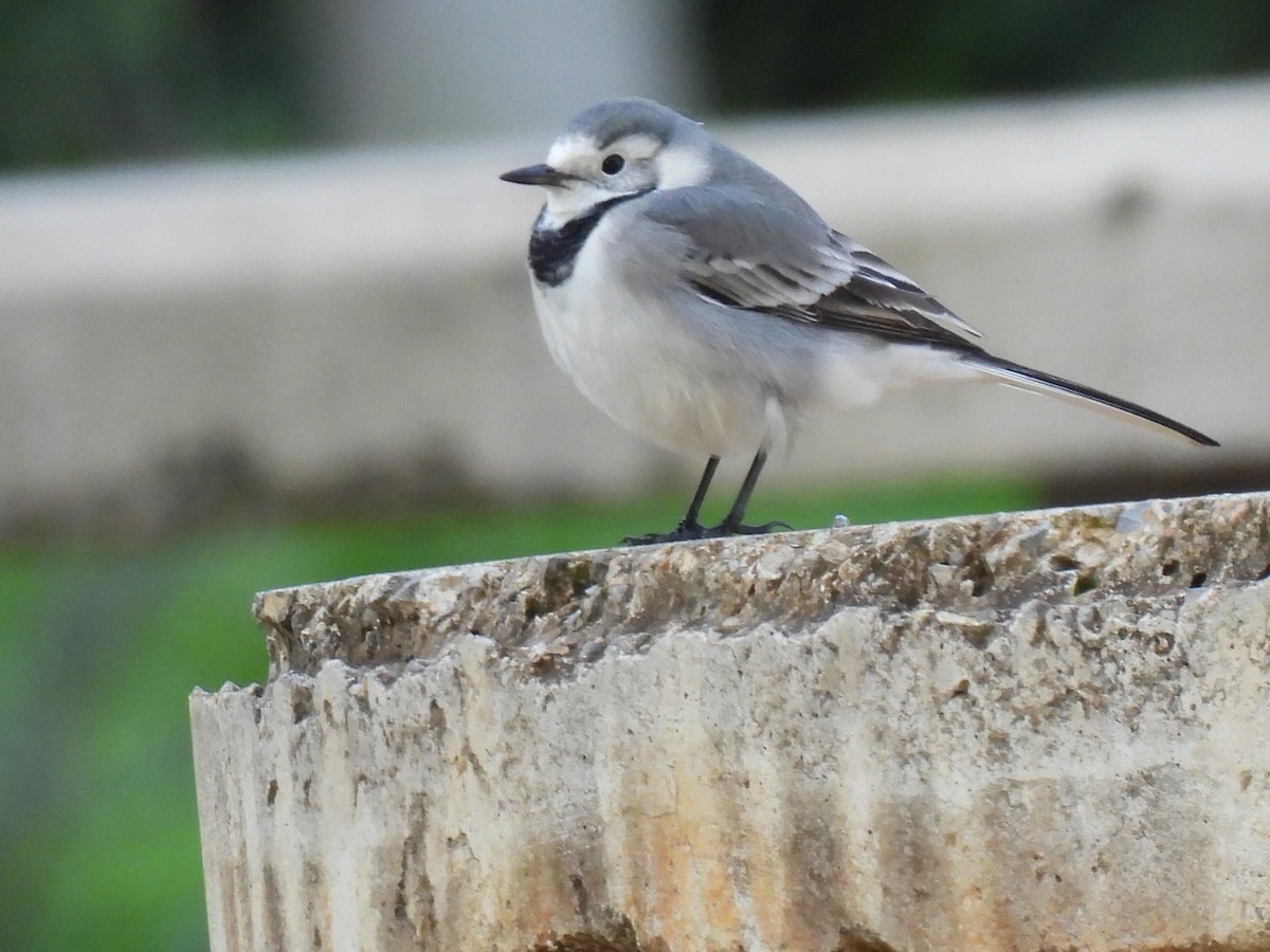 ハクセキレイ - ML647434428