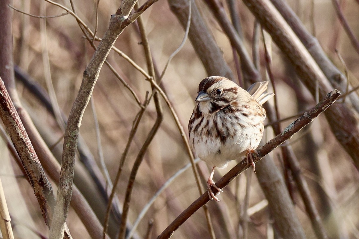 ウタスズメ - ML647434434