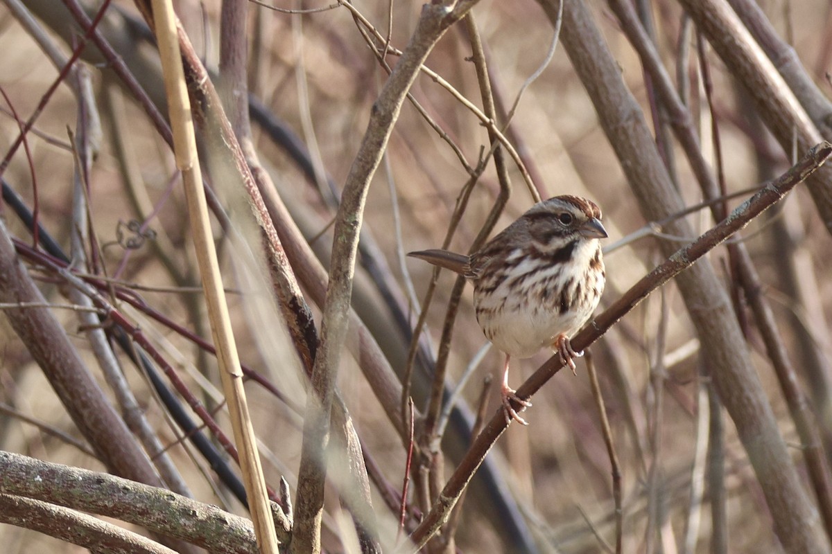 ウタスズメ - ML647434435
