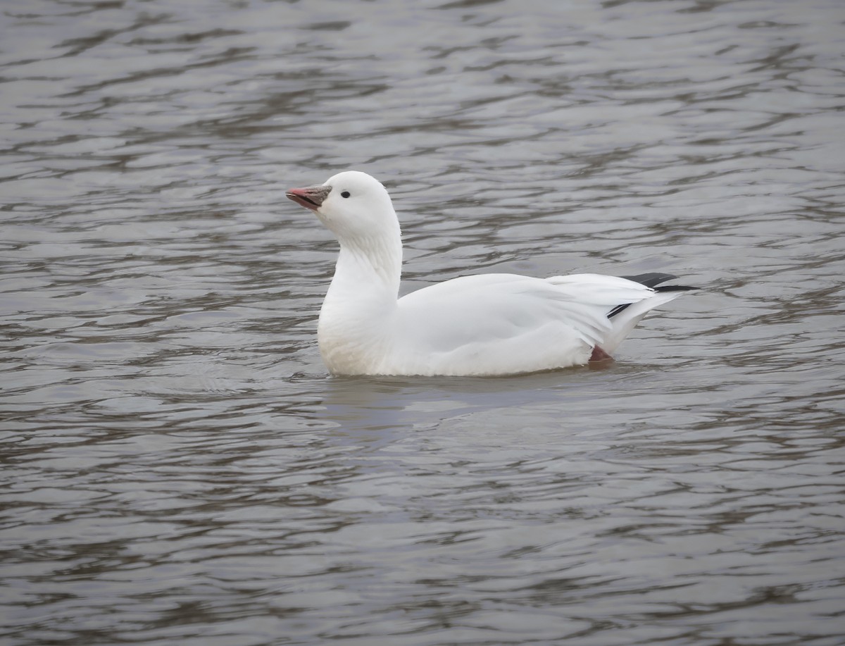 Гусь Росса - ML647434436