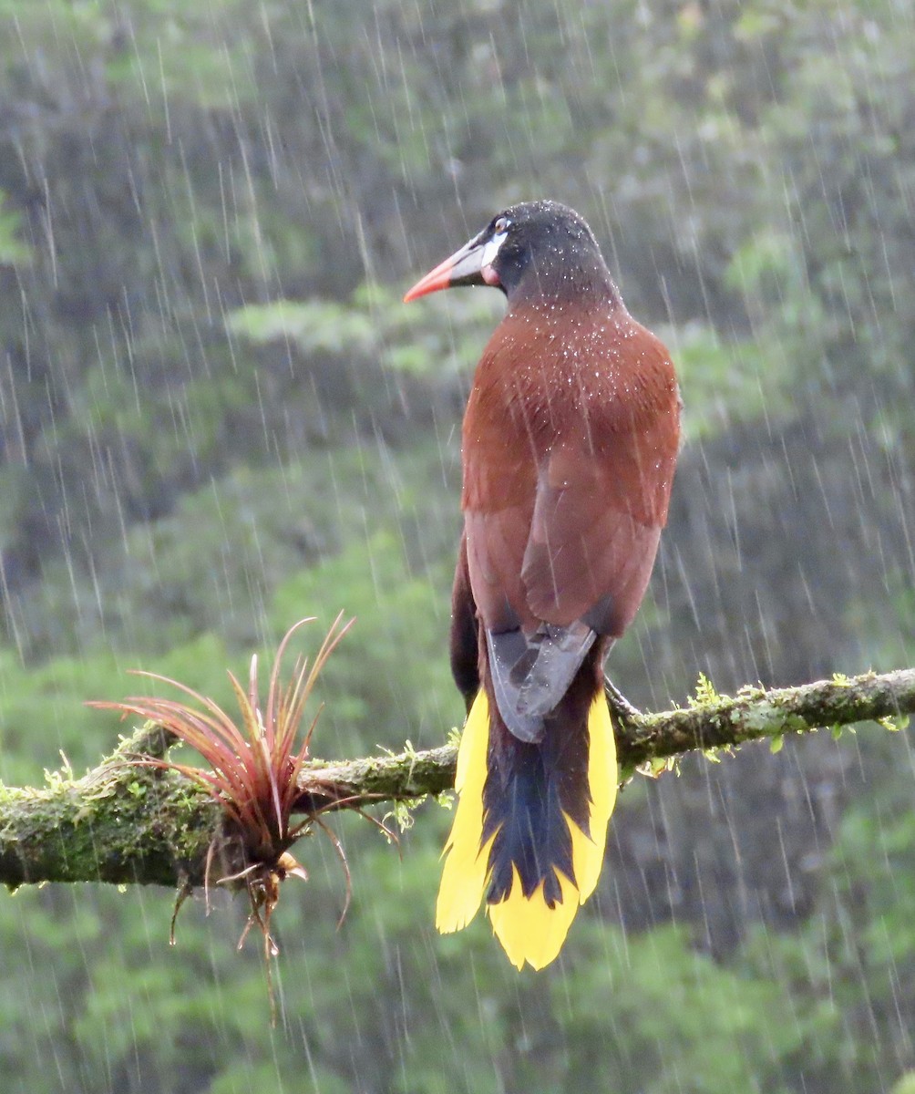 オオツリスドリ - ML647434437