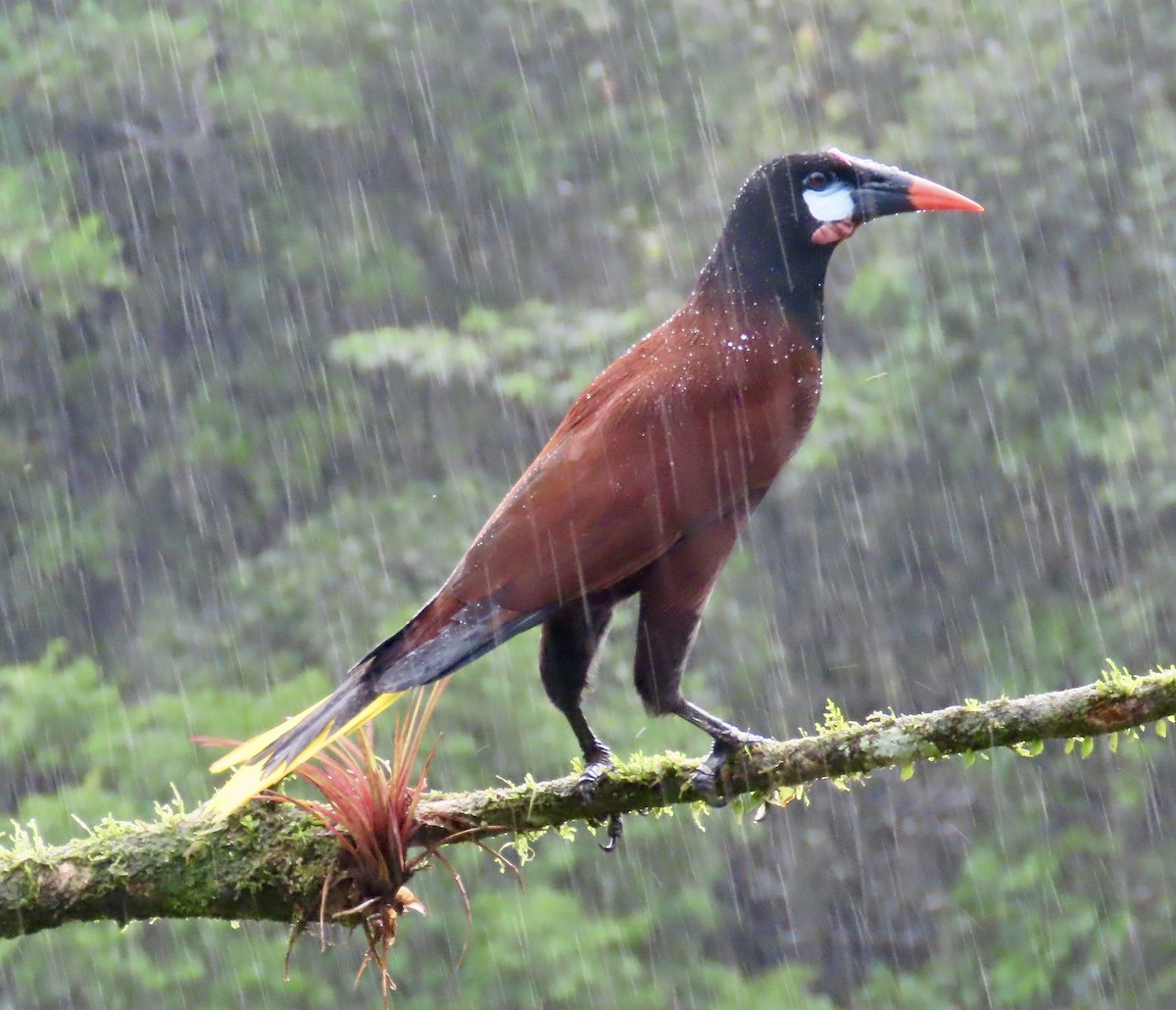 オオツリスドリ - ML647434438