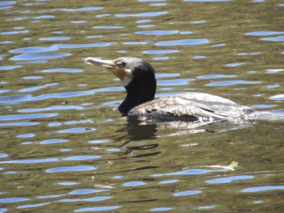 カワウ - ML647434439