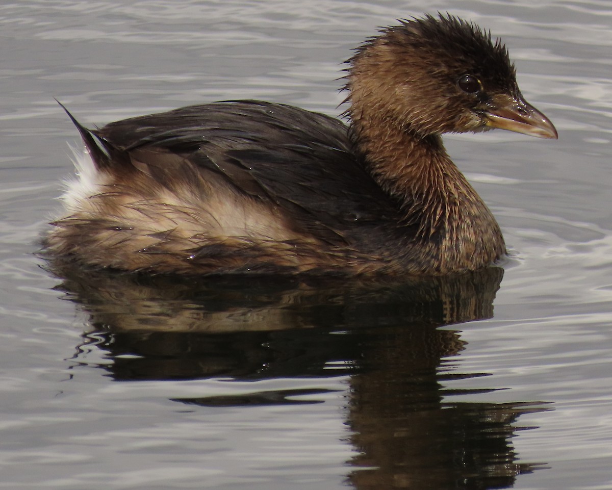 オビハシカイツブリ - ML647434440