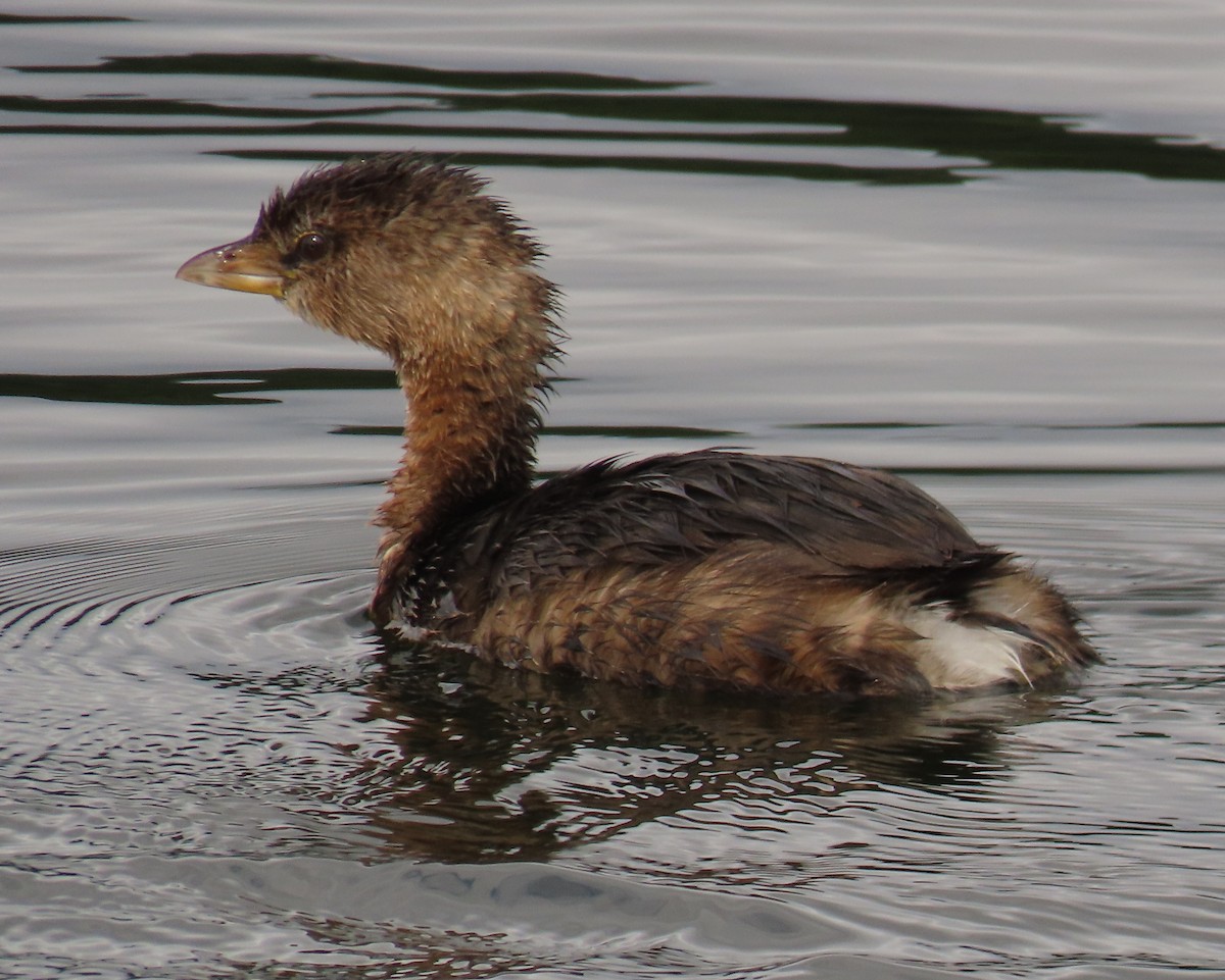オビハシカイツブリ - ML647434441