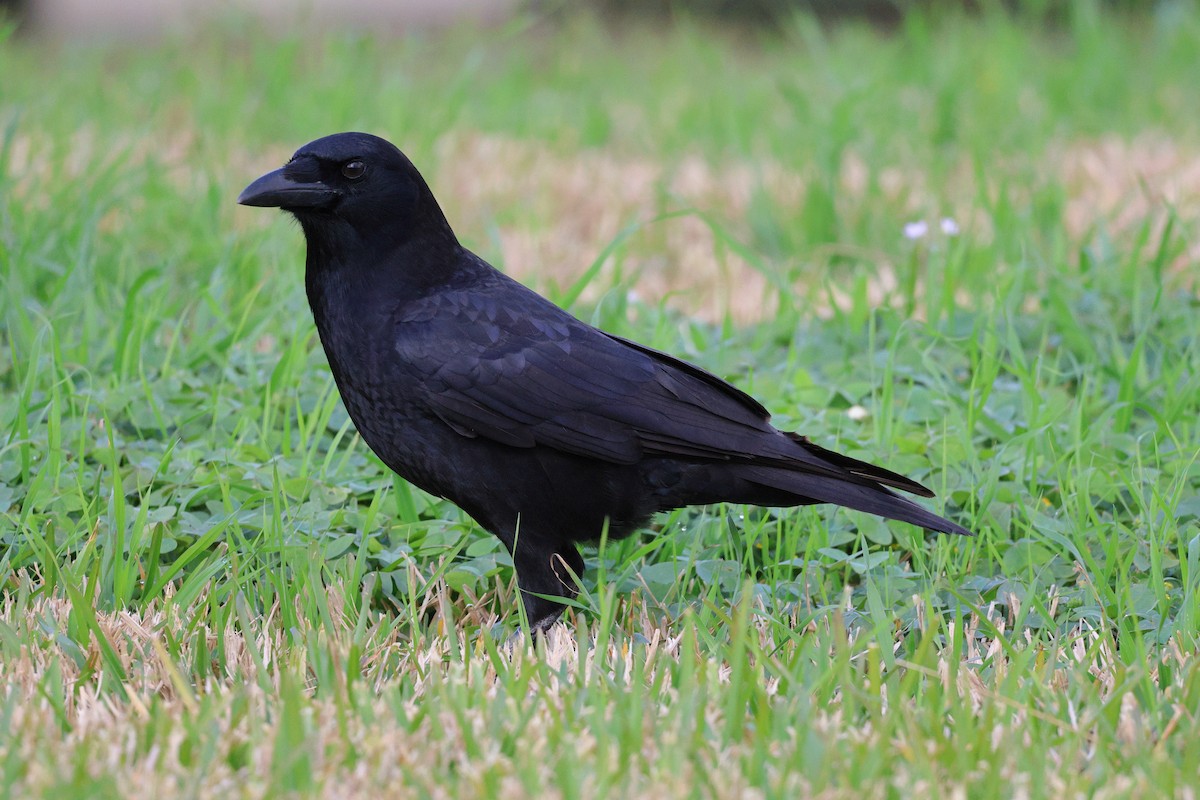 アメリカガラス - ML647434443