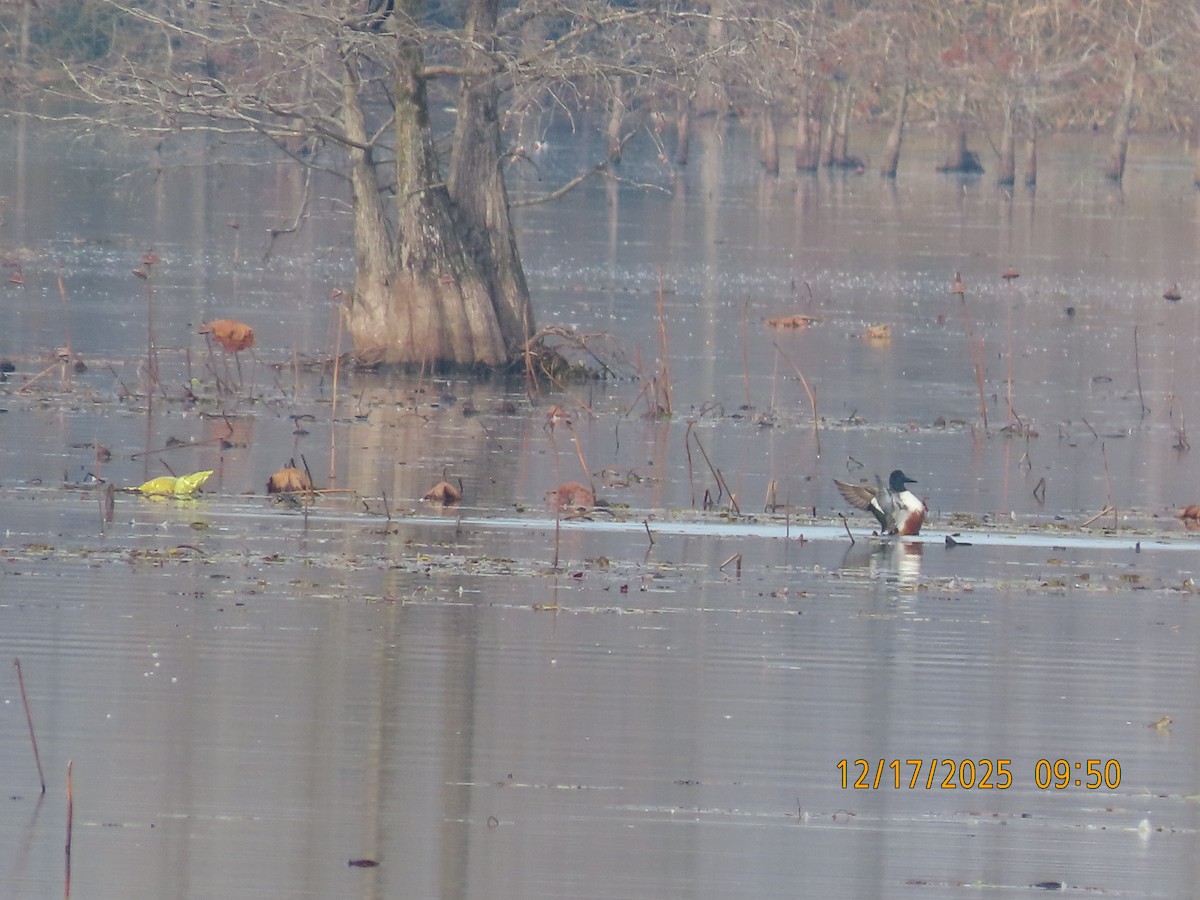 ハシビロガモ - ML647434451