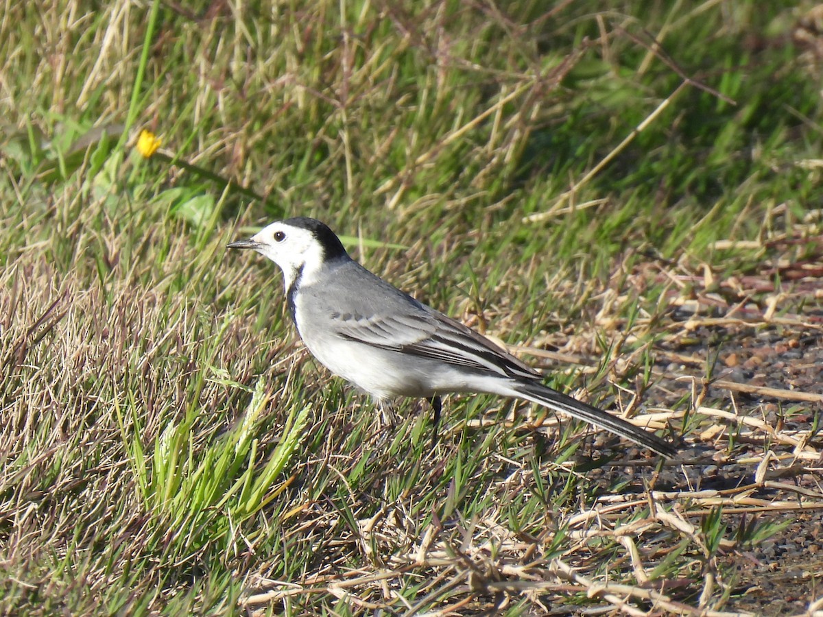 ハクセキレイ - ML647434452