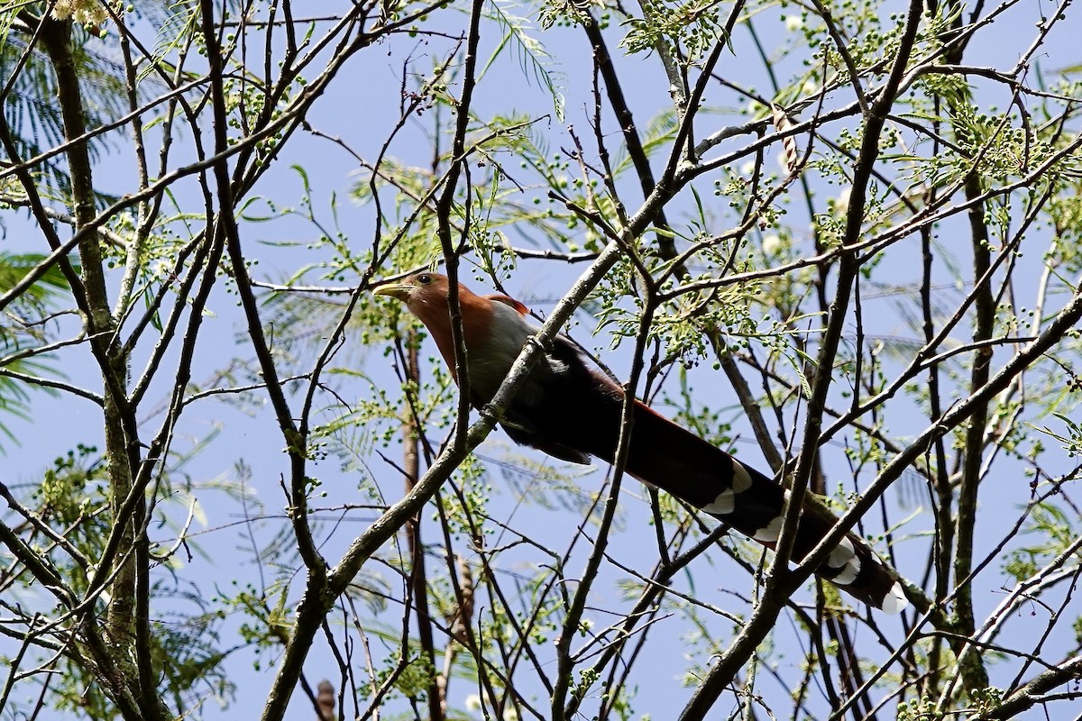 Common Squirrel-Cuckoo - ML647434453
