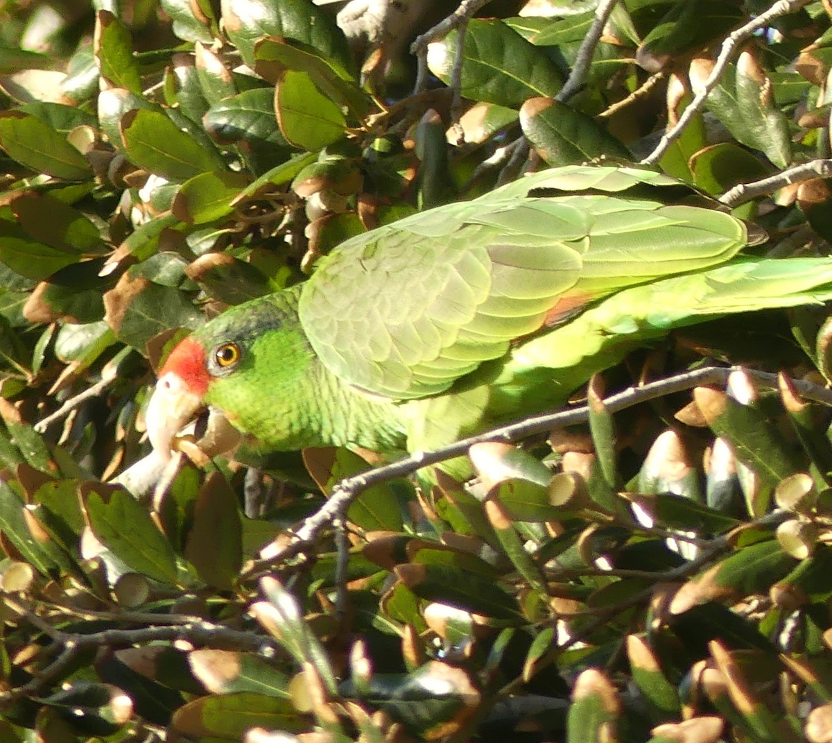 Red-crowned Amazon - ML647434462
