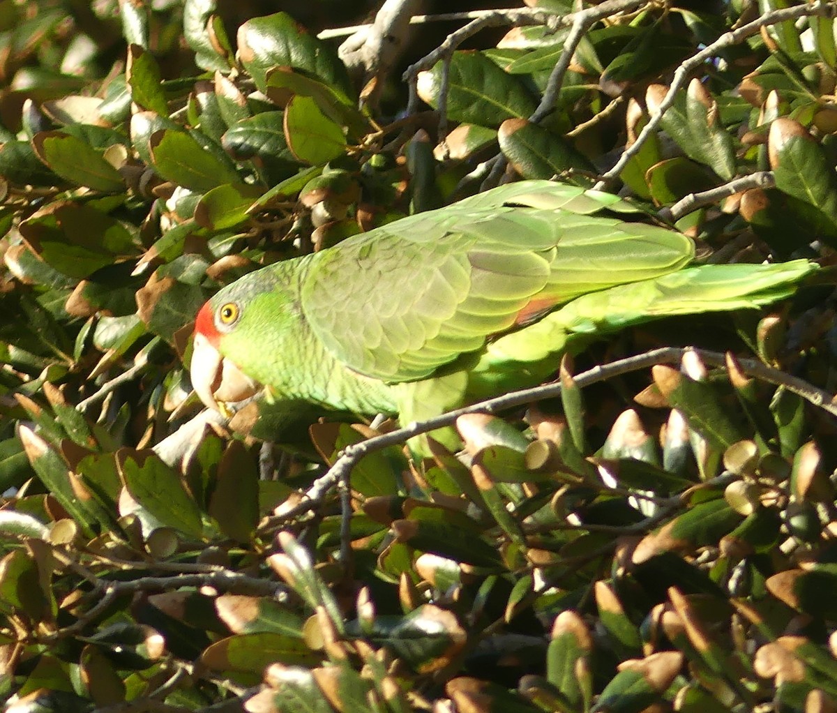 Red-crowned Amazon - ML647434463