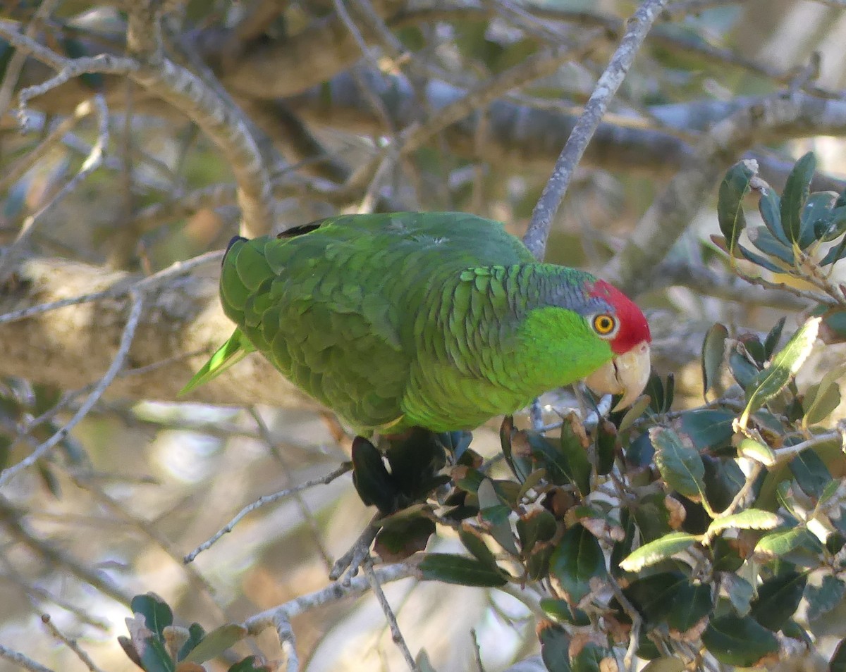 Red-crowned Amazon - ML647434464