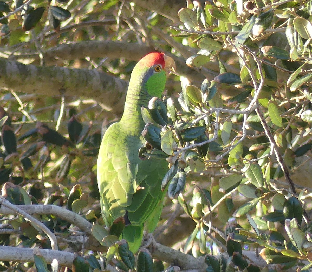 Red-crowned Amazon - ML647434465