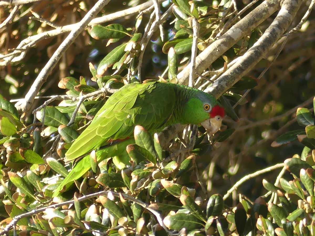 Red-crowned Amazon - ML647434466