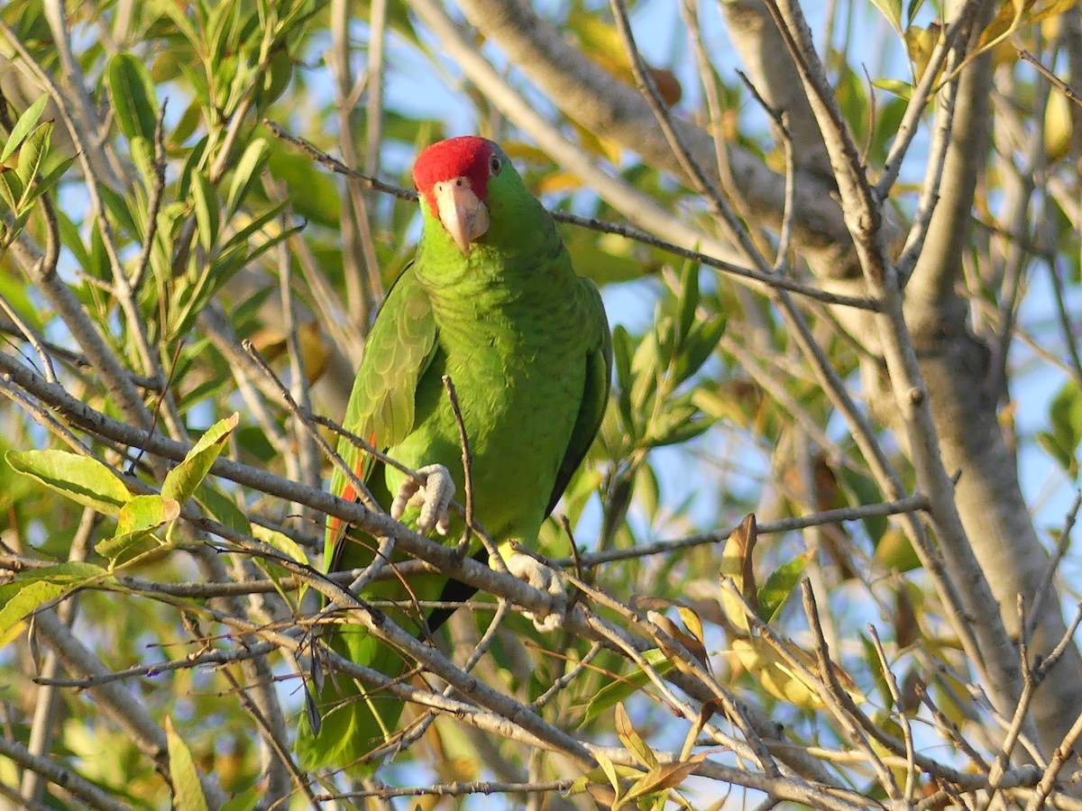 Red-crowned Amazon - ML647434467