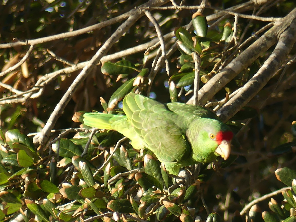 Red-crowned Amazon - ML647434468
