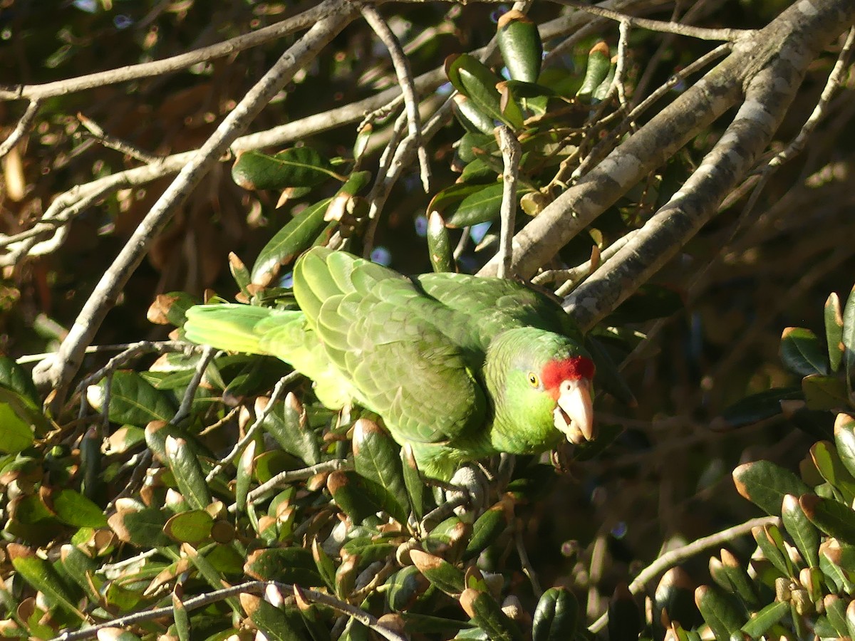 Red-crowned Amazon - ML647434469