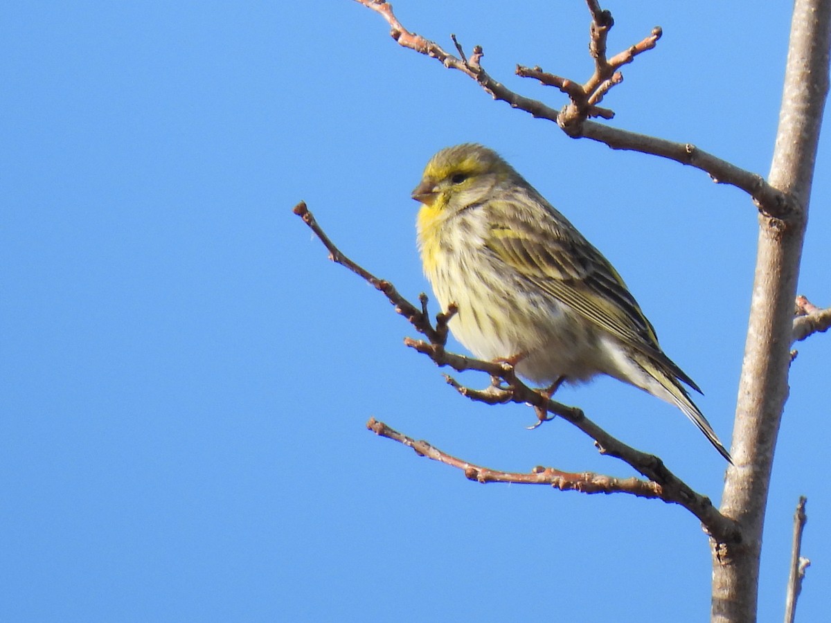 European Serin - ML647434471