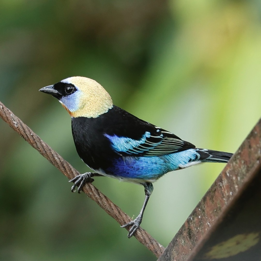 Golden-hooded Tanager - ML647434474