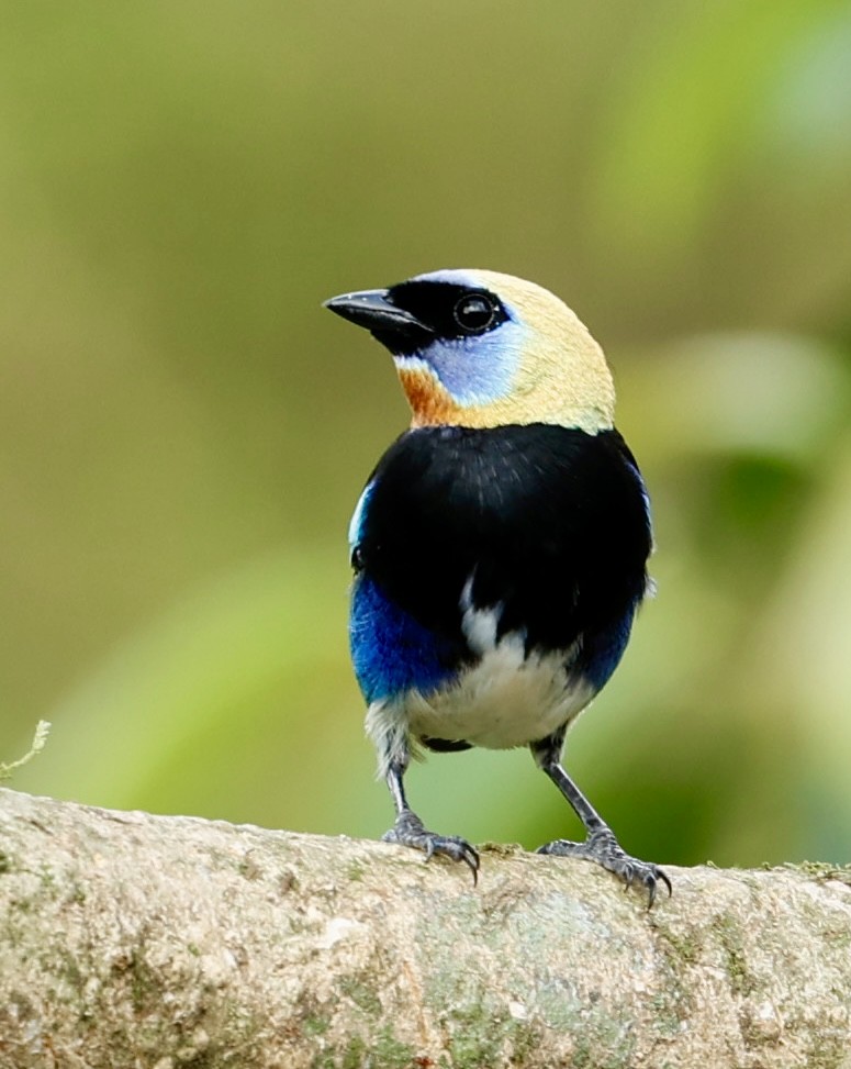 Golden-hooded Tanager - ML647434482