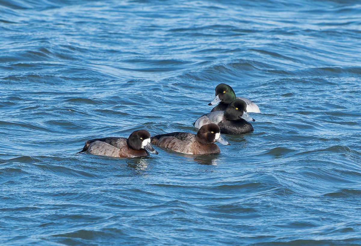 Чернь морська - ML647434485