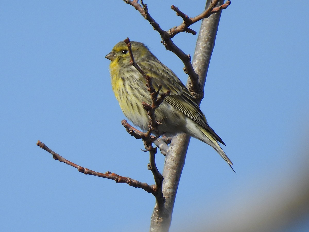 European Serin - ML647434489