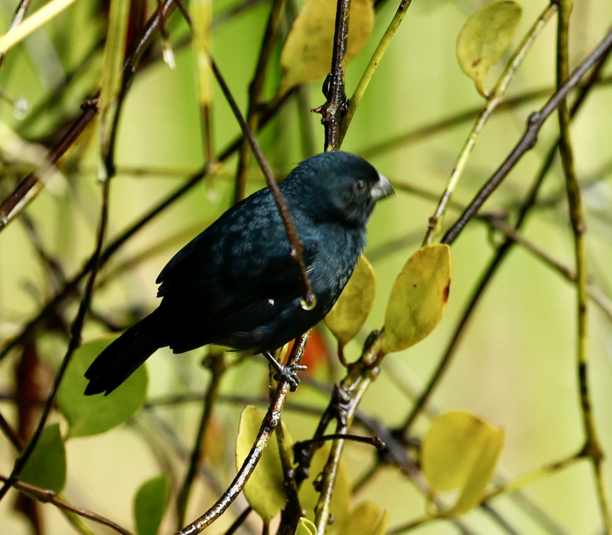 Variable Seedeater - ML647434492