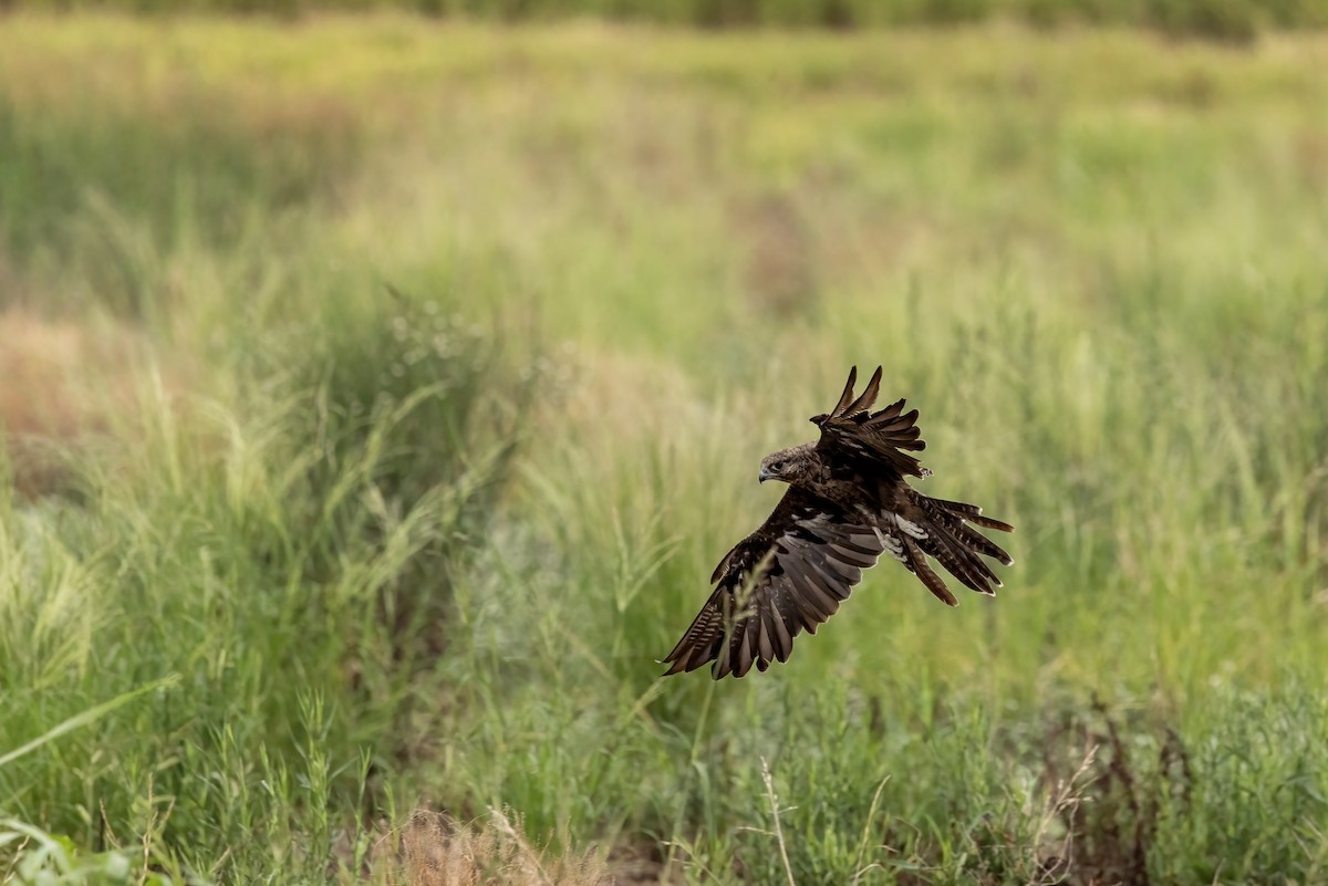 Чёрный сокол - ML647434500