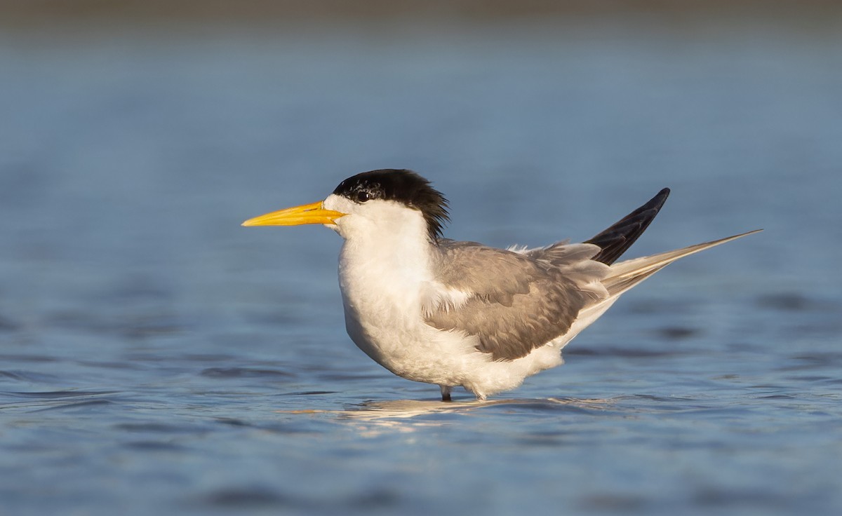 Great Crested Tern - ML647434518