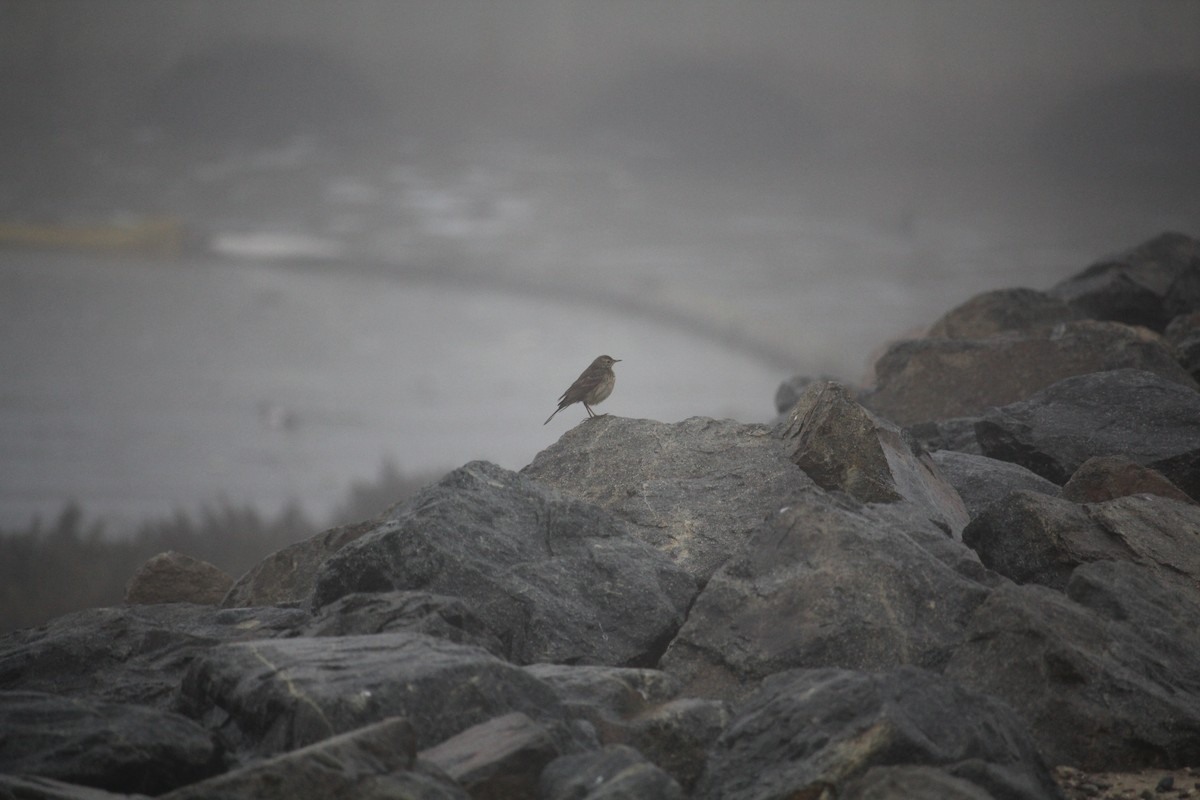 Американский конёк - ML647434522