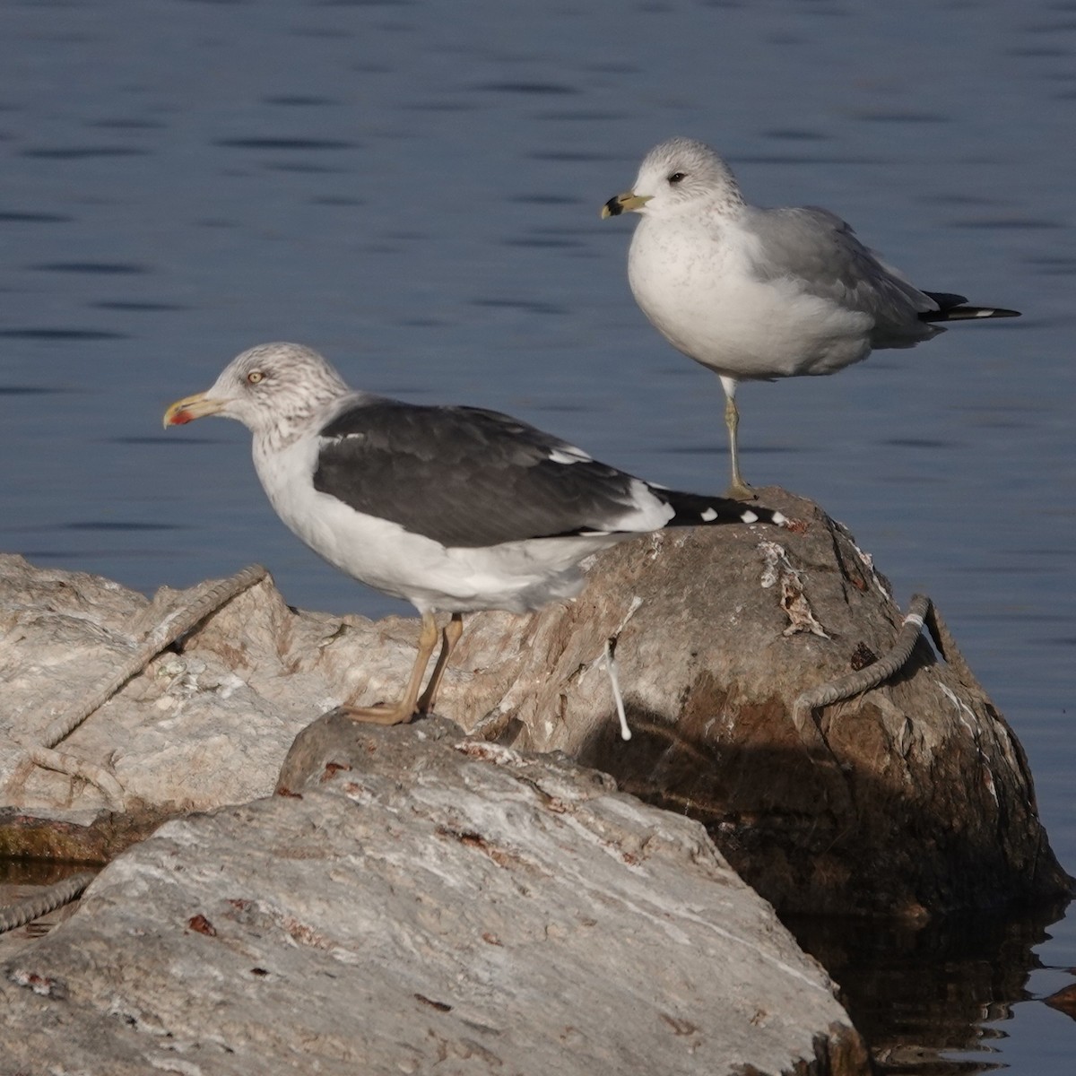 Lesser Black-backed Gull - ML647434523