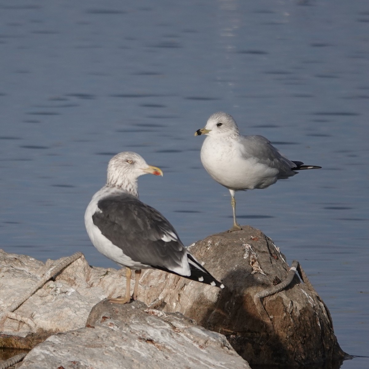 Lesser Black-backed Gull - ML647434524