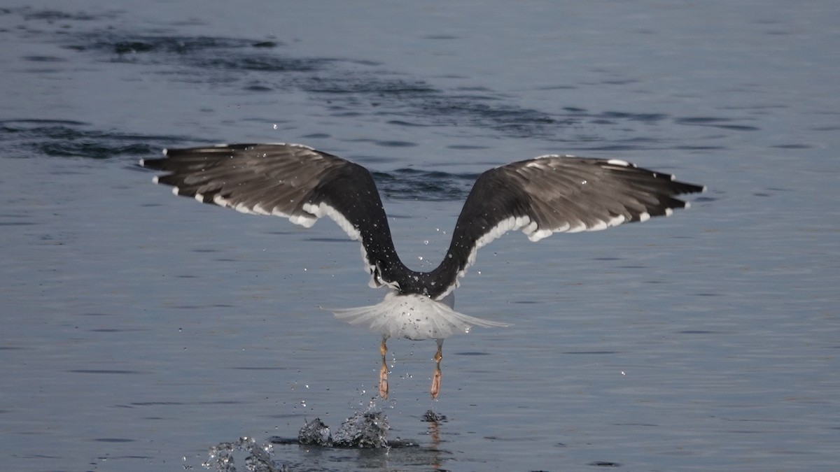 Клуша - ML647434525