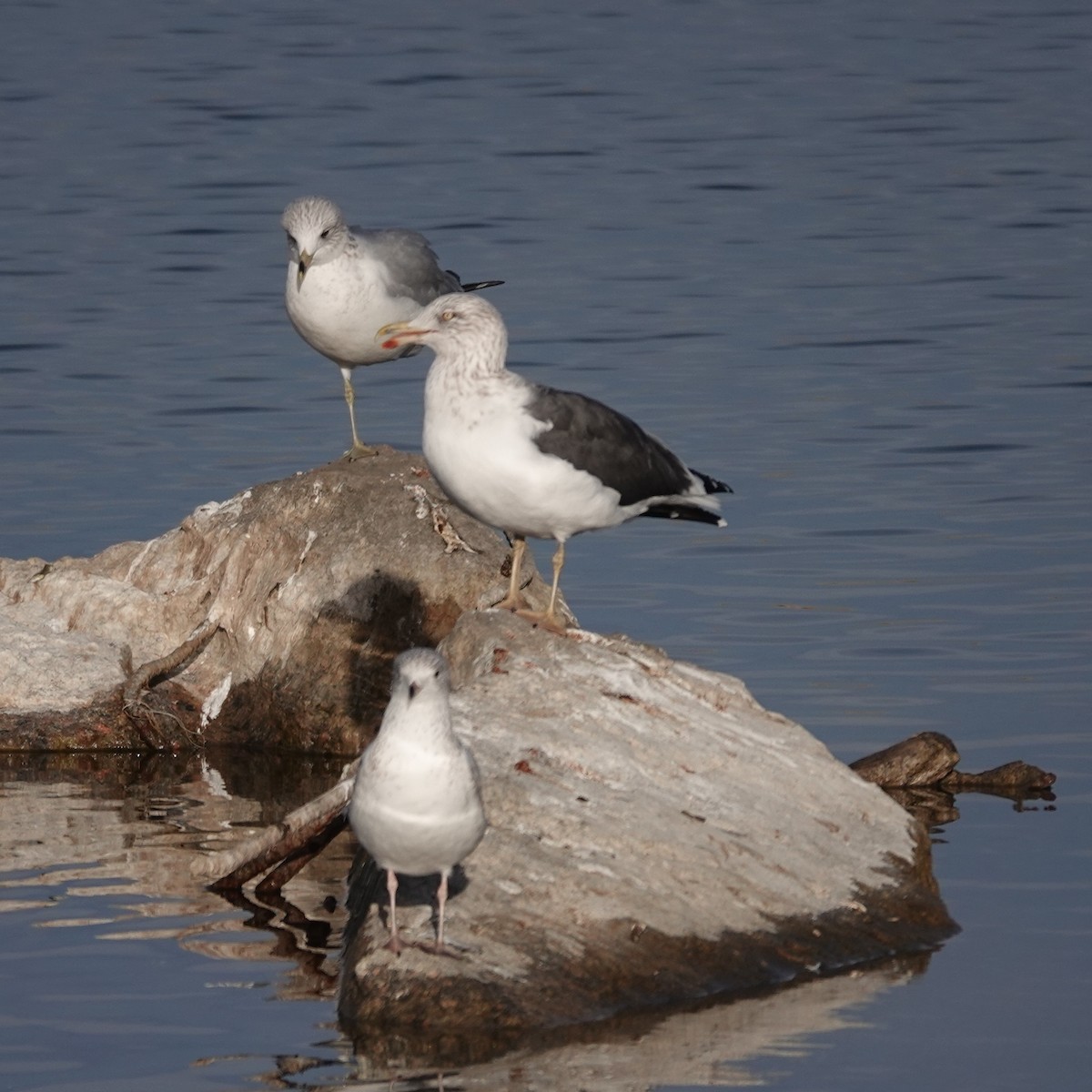 Клуша - ML647434527