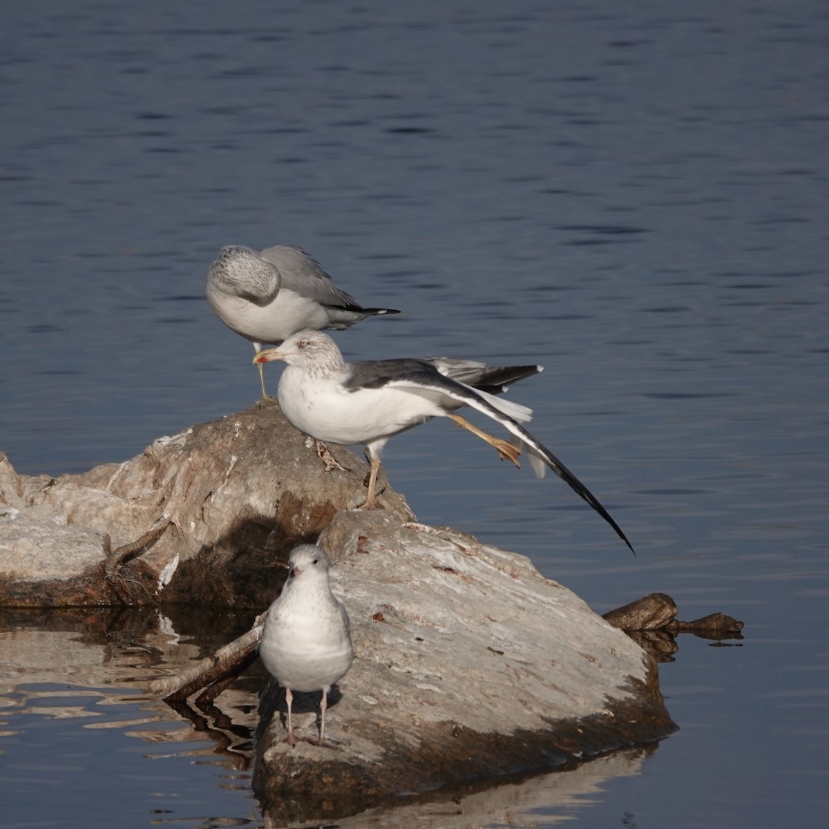 Клуша - ML647434528