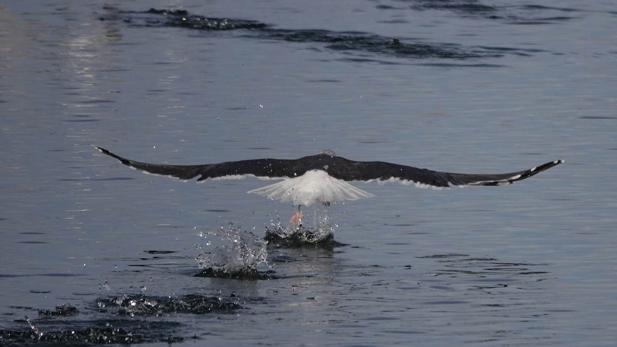 Клуша - ML647434530