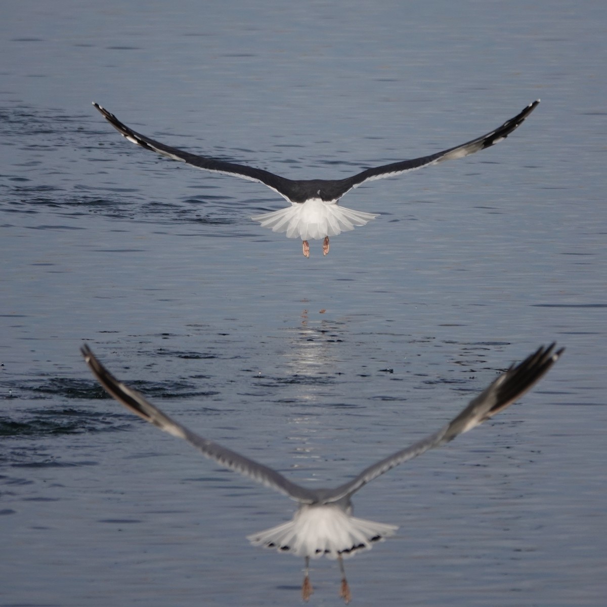 Клуша - ML647434533