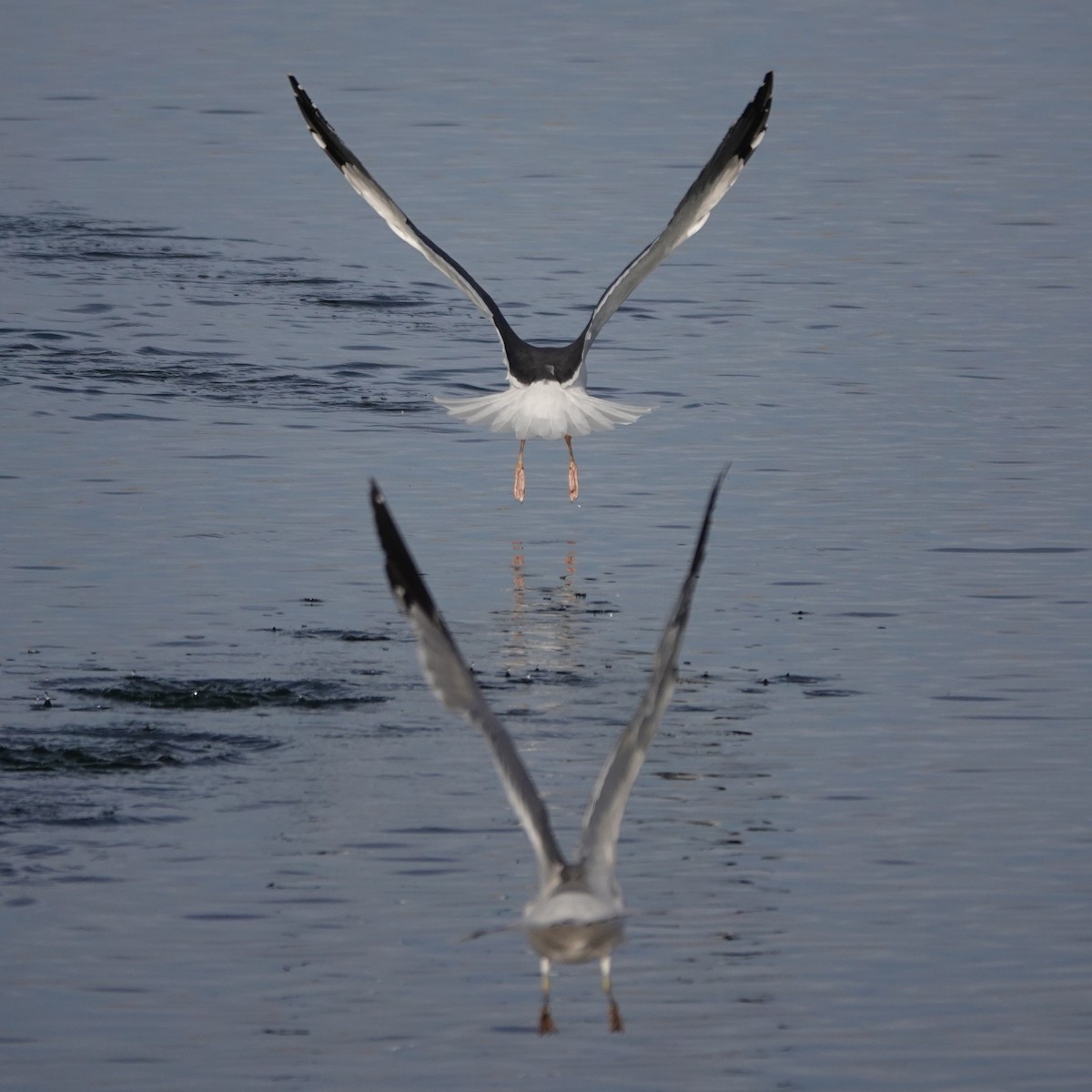 Клуша - ML647434535