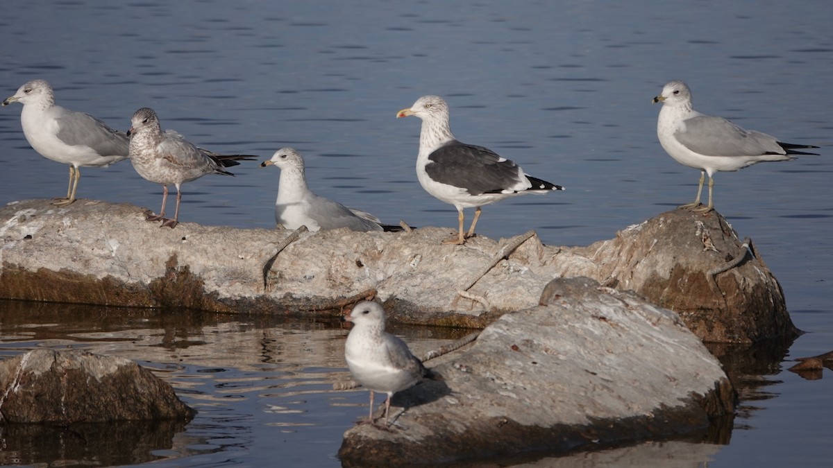 Клуша - ML647434539