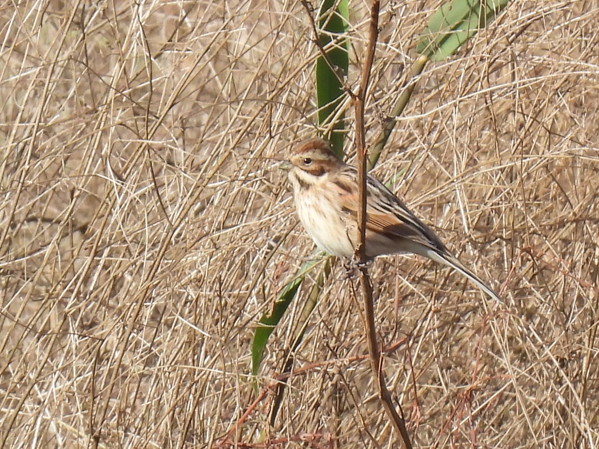 Тростниковая овсянка - ML647434540