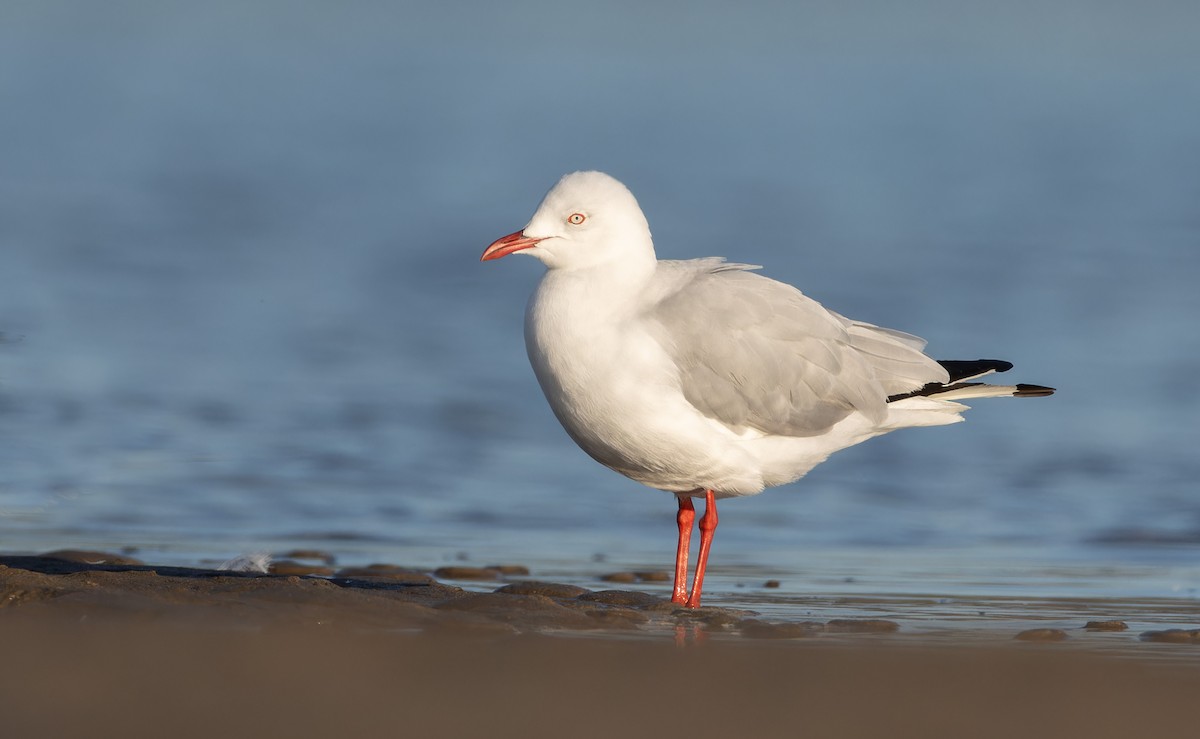 Австралийская чайка - ML647434541