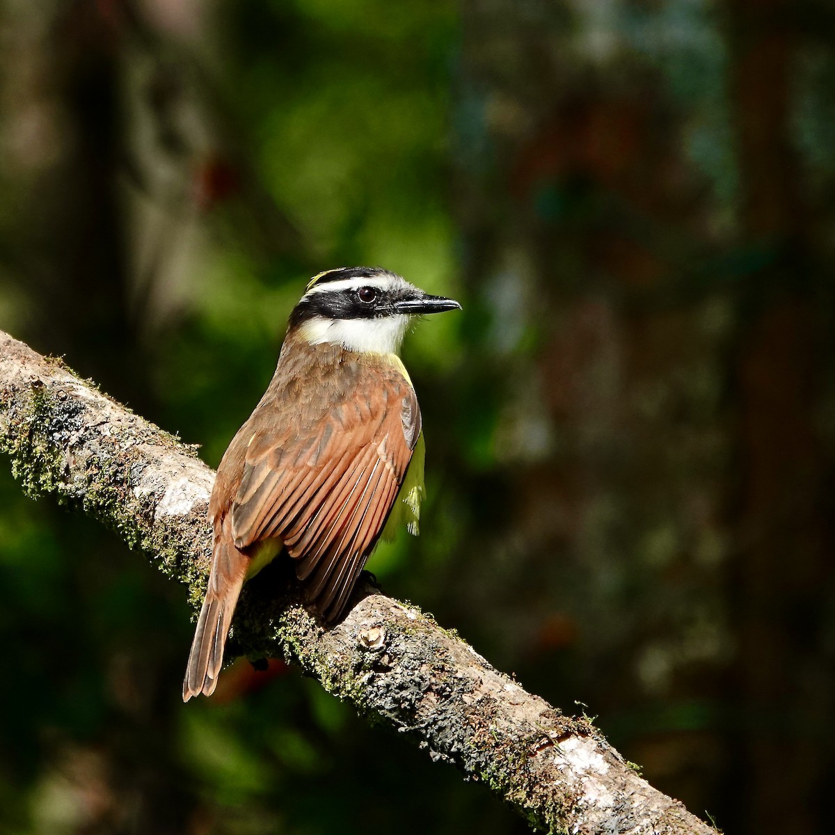 Большой бентеви, кискади - ML647434543