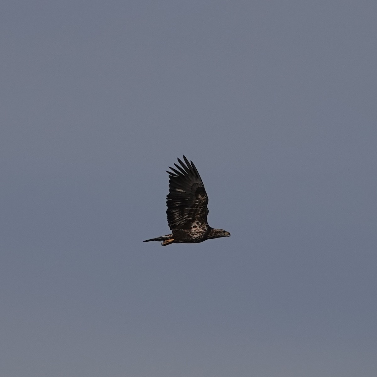 Белоголовый орлан - ML647434544