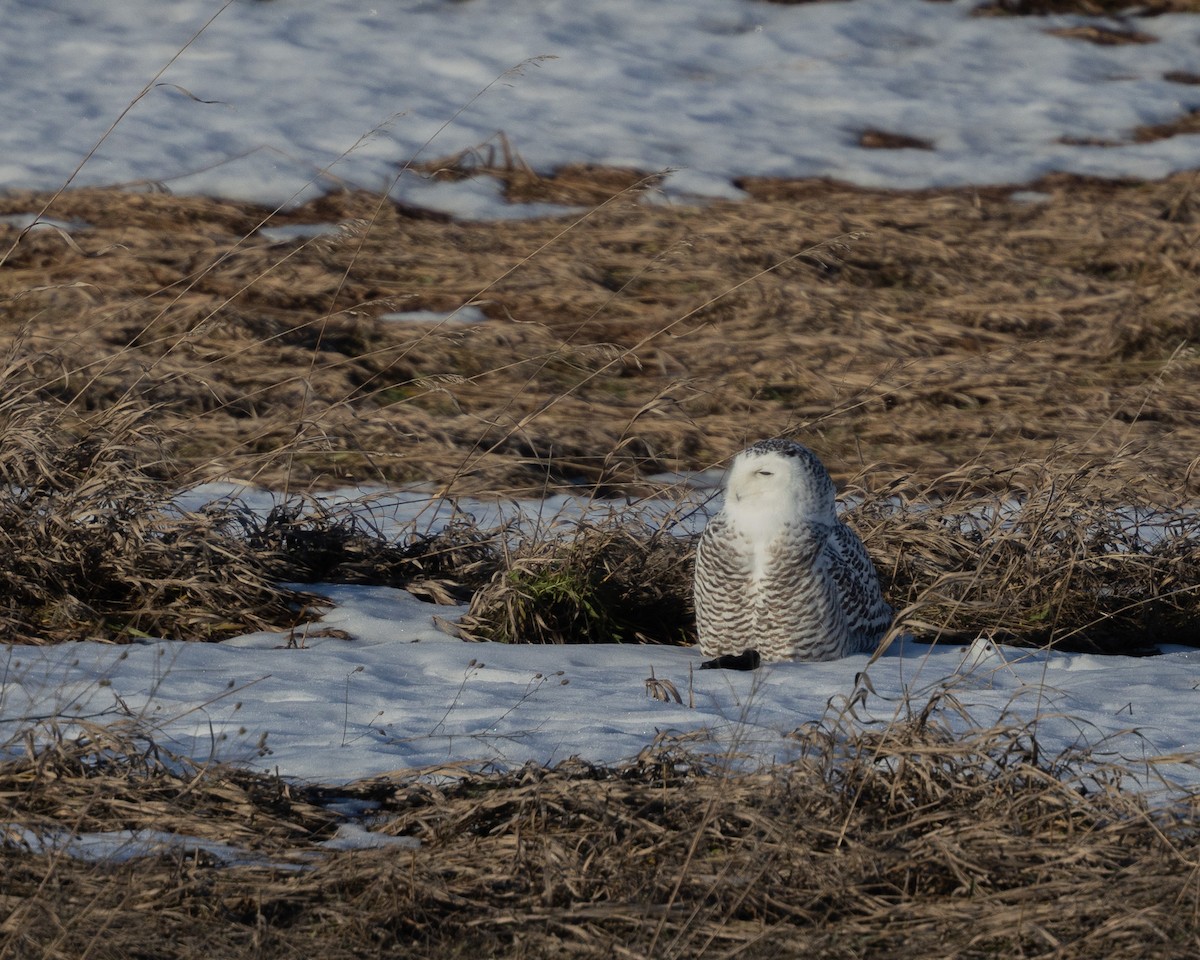 Белая сова - ML647434545