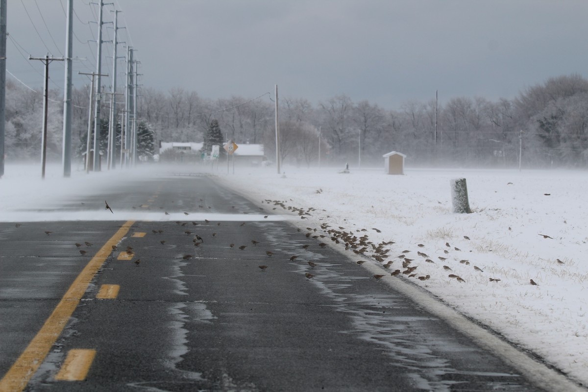 Рогатый жаворонок - ML647434546
