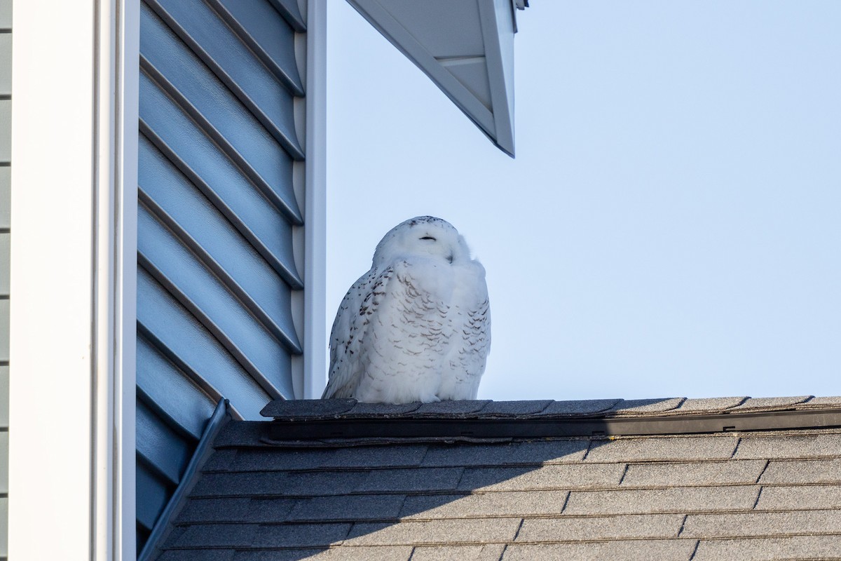 Белая сова - ML647434547