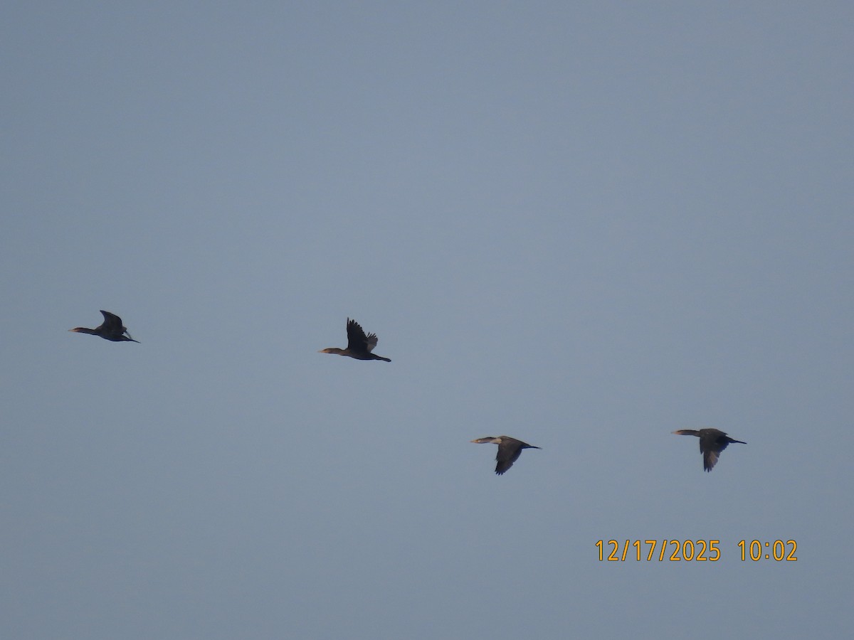 Ушастый баклан - ML647434548