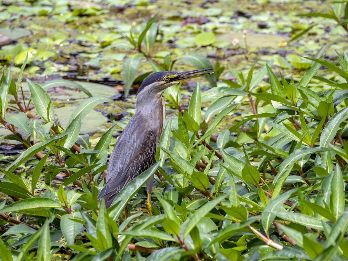 Striated Heron - ML647434549