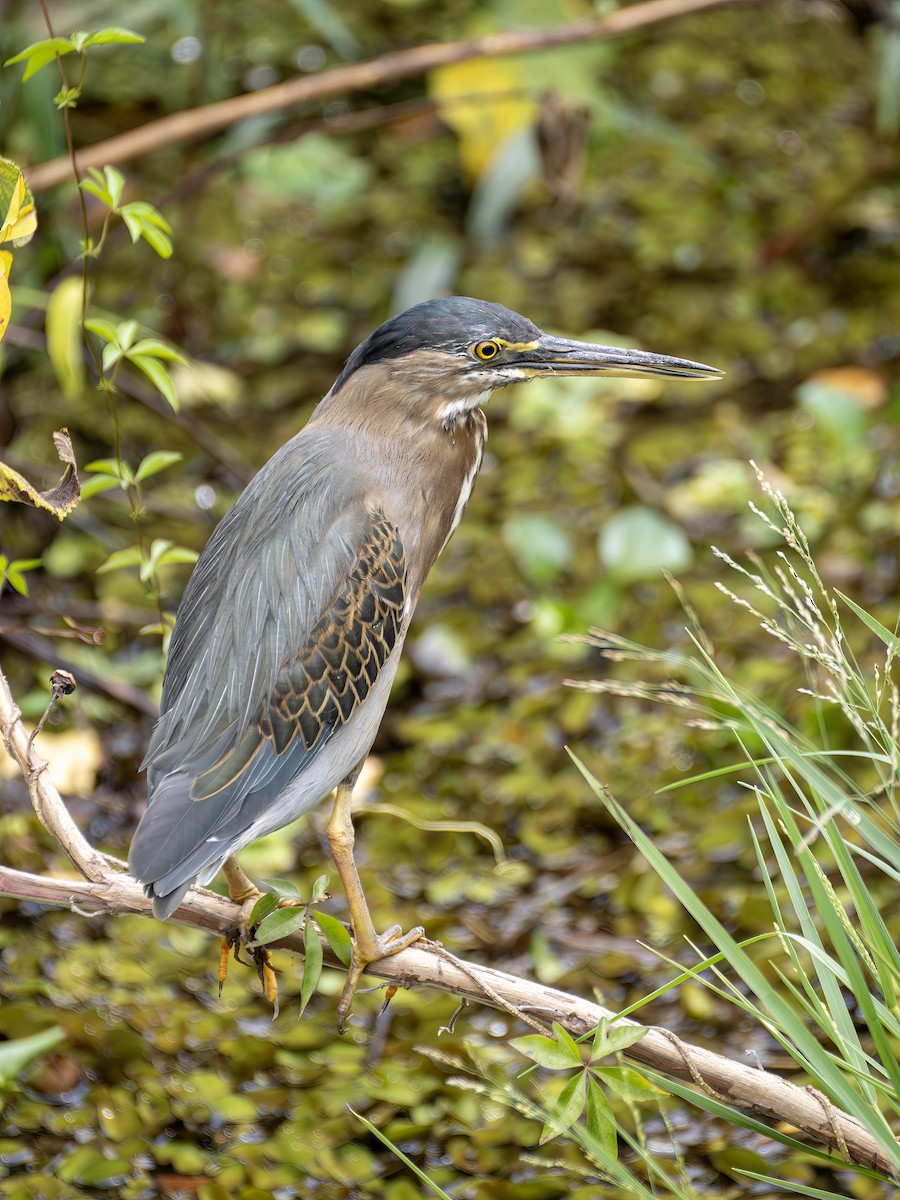 Striated Heron - ML647434550